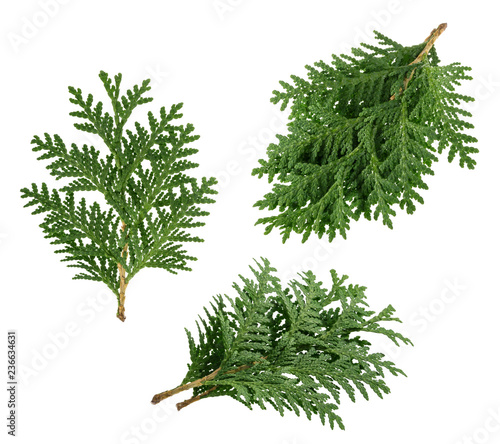 Branch of thuja isolated on white background