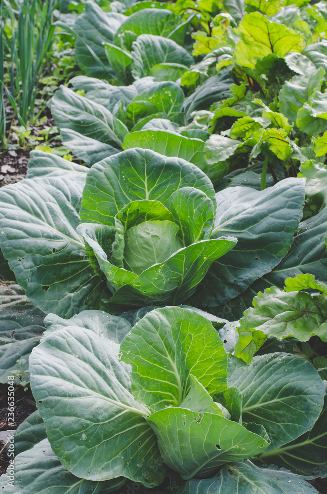 Cabbage in the garden.