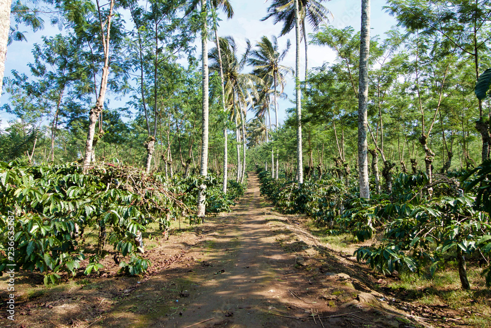 coffee plantations in sulawesi island, indonesia coffee plantations in sulawesi island, indonesia