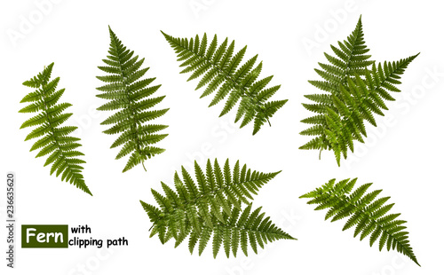 Fern leaves isolated on white with clipping path