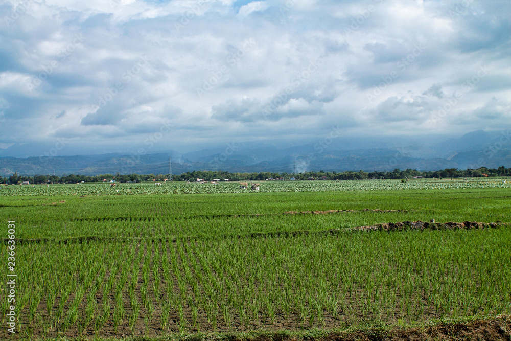 green rice cultivations in sulawesi island and beautiful cloudy sky