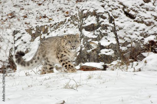 Snow Leopard Cub Walking along bottom of Cliff