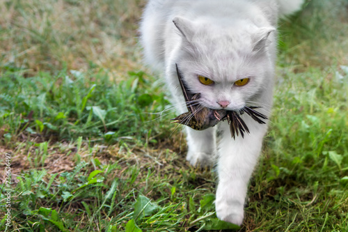 Wallpaper Mural White cat caught a bird, hunter with prey Torontodigital.ca