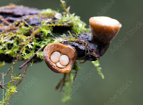 Bird's-nest fungus, Crucibulum laeve photo