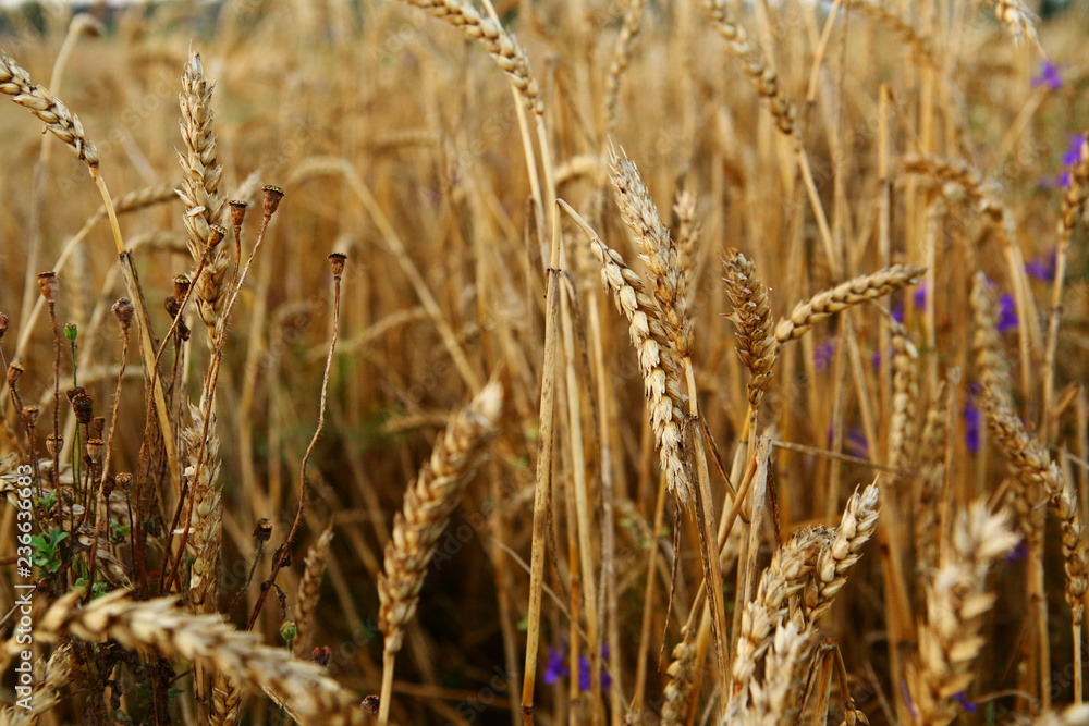 Obraz premium Autumn wheat field with ripe corn