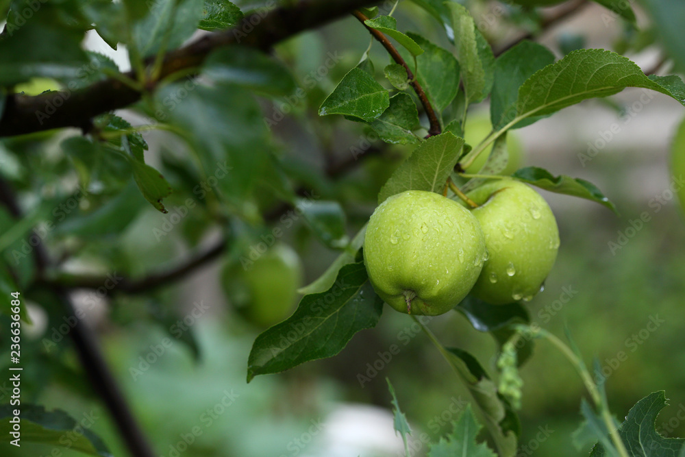 Organic apple in garden