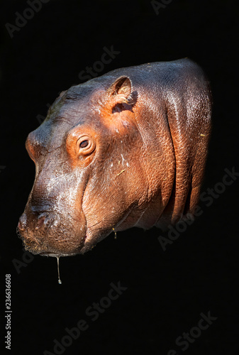 Hippopotamus head close-up