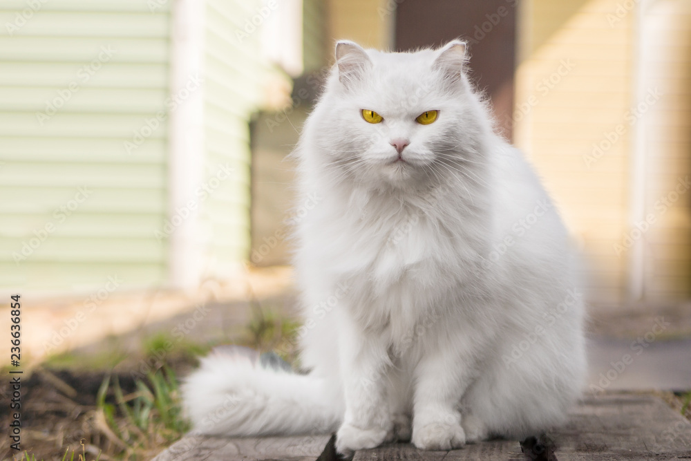 Large sales white cat