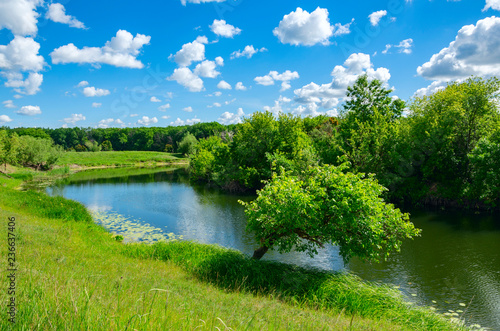 Sunny summer landscape with green trees growing on the riverbank.