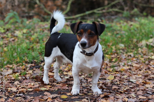 Wald hund jagdhund klein jackrussel