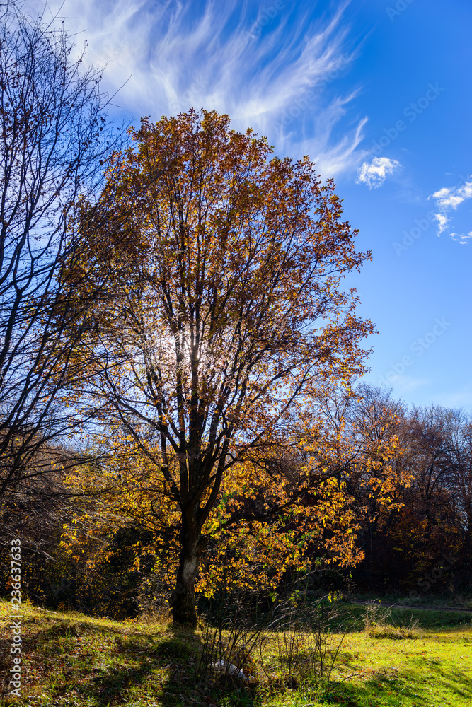 Fototapeta premium Beautiful forest landscape with amazing clouds, Armenia