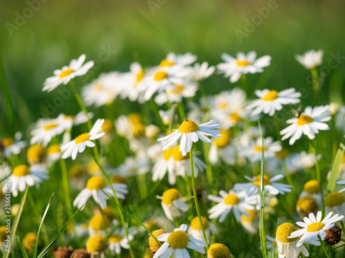 Chamomile (Matricaria chamomilla) flowers blooming on the meadow