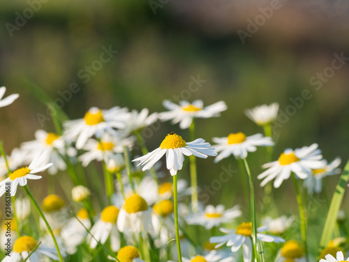 Chamomile (Matricaria chamomilla) flowers blooming on the meadow