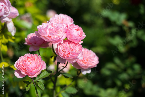  rose flower garden