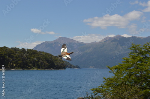 seagull on a rock