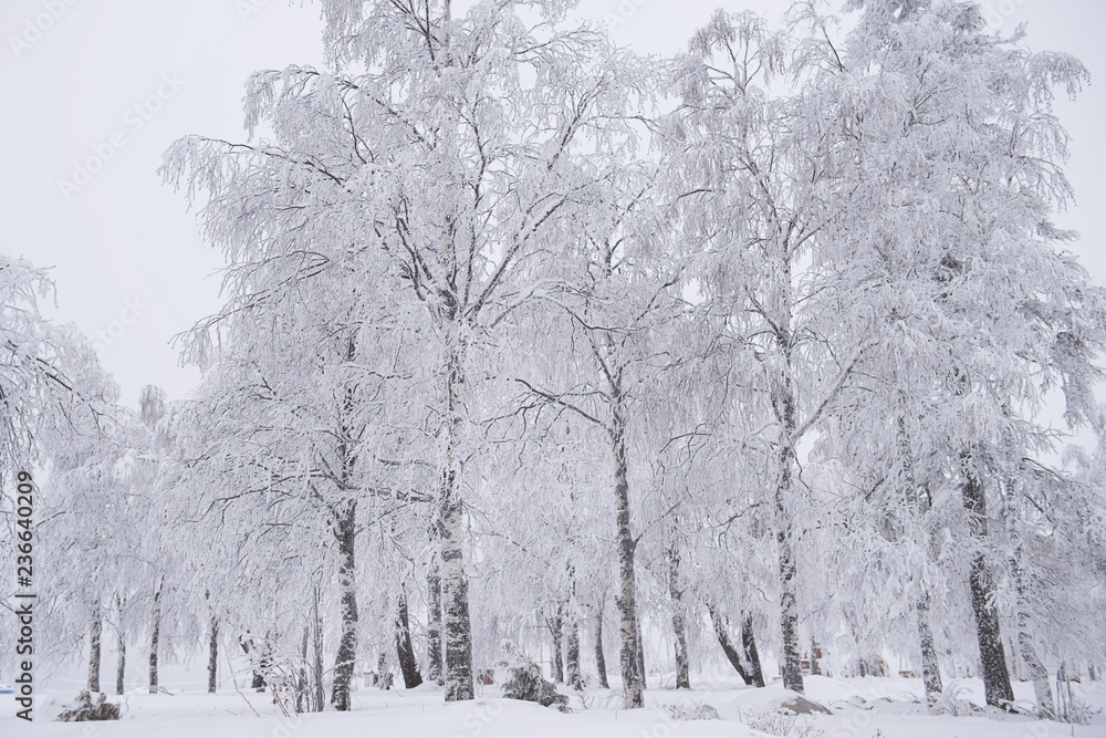 Fototapeta premium Tree brunches covered with snow caps after the snowfall close up. Winter background. 