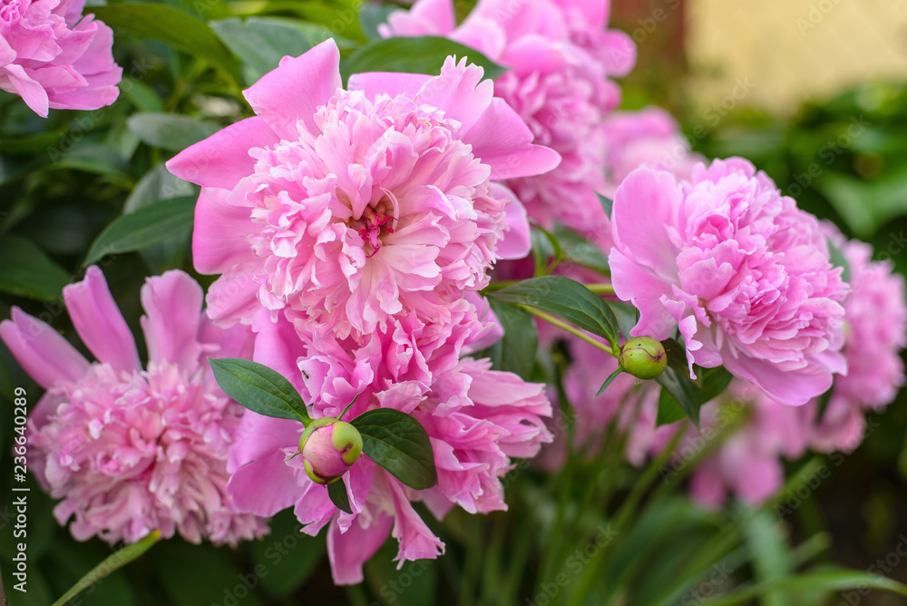Fototapeta premium rose flower garden