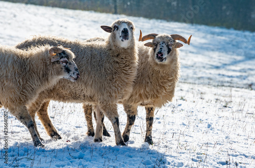 a sheep herd (breed - valaska) close up in winter