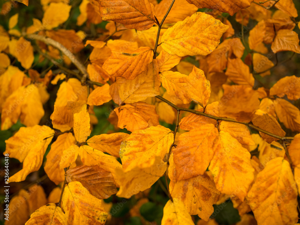 Golden autumn leaves natural background
