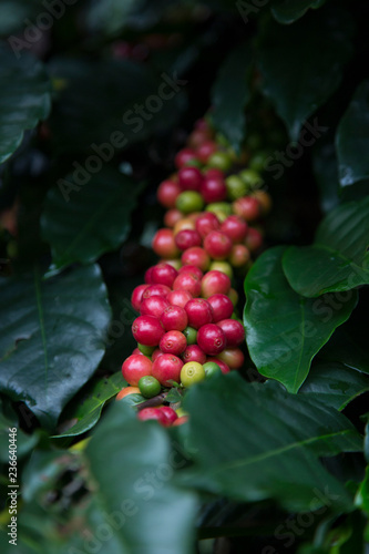 Red cherry Arabica coffee bean at at hill tribe village in northern part of Thailand. Arabica beans are grown in northern Thailand and robusta beans in the south.