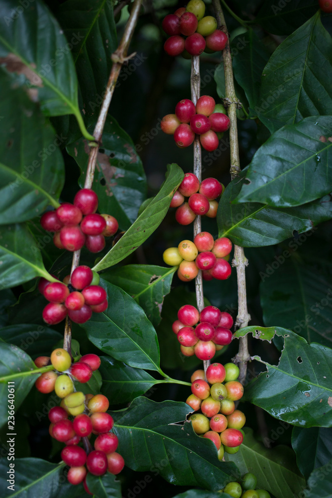 Obraz premium Red cherry Arabica coffee bean at at hill tribe village in northern part of Thailand. Arabica beans are grown in northern Thailand and robusta beans in the south.