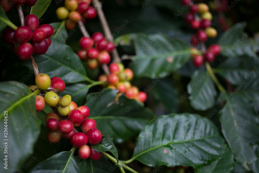 Red cherry Arabica coffee bean at at hill tribe village in northern part of Thailand. Arabica beans are grown in northern Thailand and robusta beans in the south.
