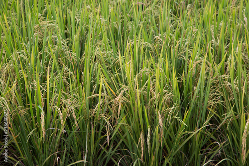 Rice production in Thailand represents a significant portion of the Thai economy and labor force. This is a picture of gold rice field in norther part of Thailand.