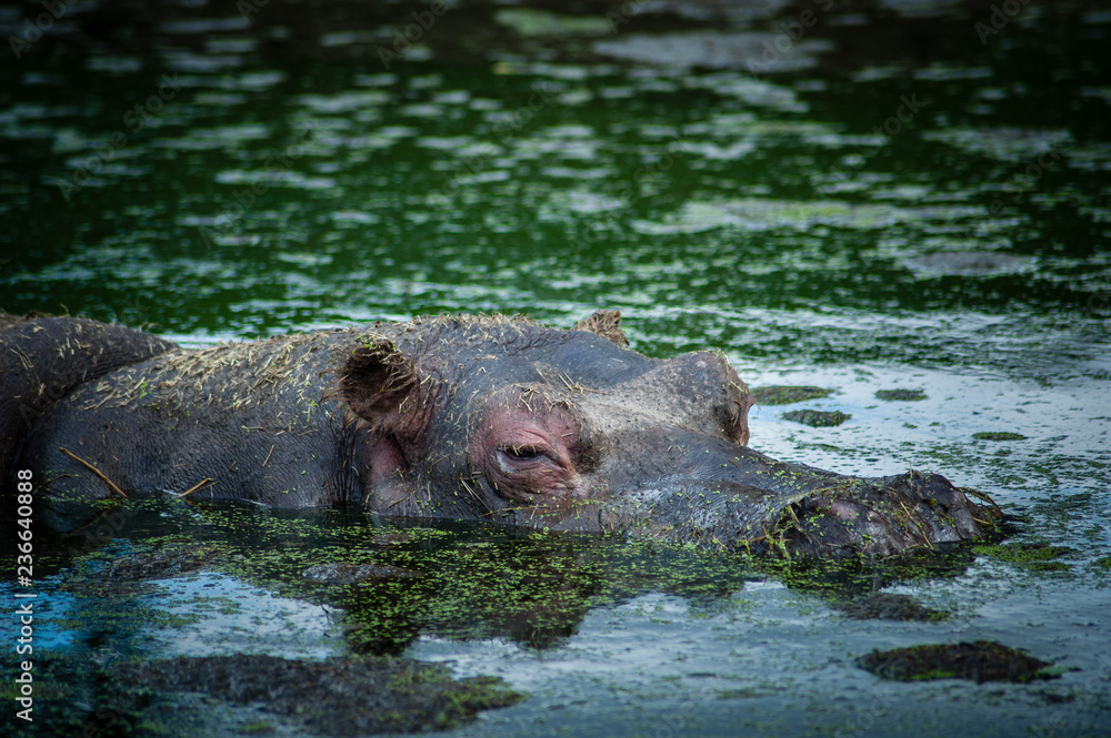 Fototapeta premium hippopotamus