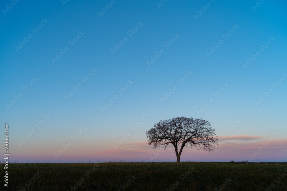 Obraz premium Sunrise Tree