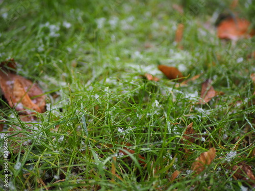 green lawn with dew