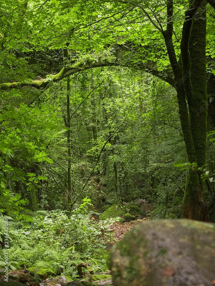 Obraz premium Walk in the woods in Pontedeume.