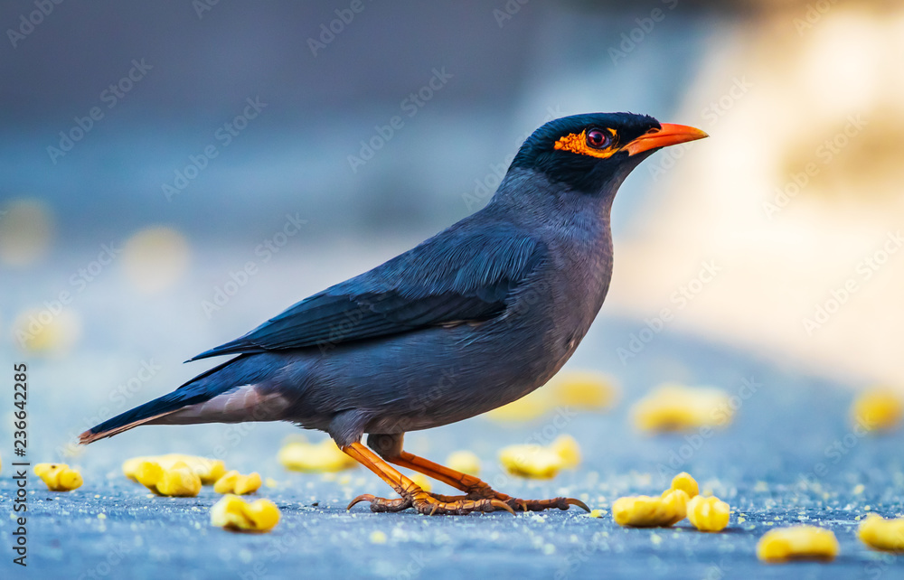  The common Myna or Indian Myna (Acridotheres tristis), sometimes spelled mynah, is a member of the family Sturnidae (starlings and mynas) native to Asia.