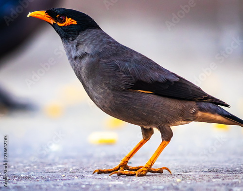  The common Myna or Indian Myna (Acridotheres tristis), sometimes spelled mynah, is a member of the family Sturnidae (starlings and mynas) native to Asia. photo