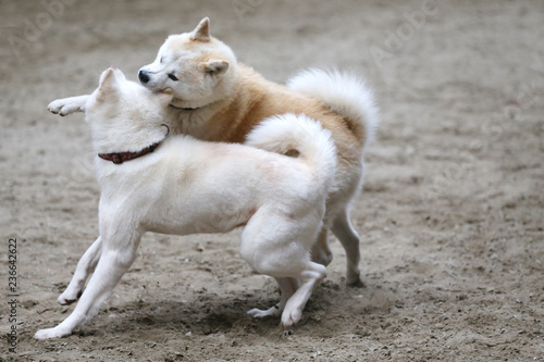 Two adult akita dogs playing and dancing in the sand