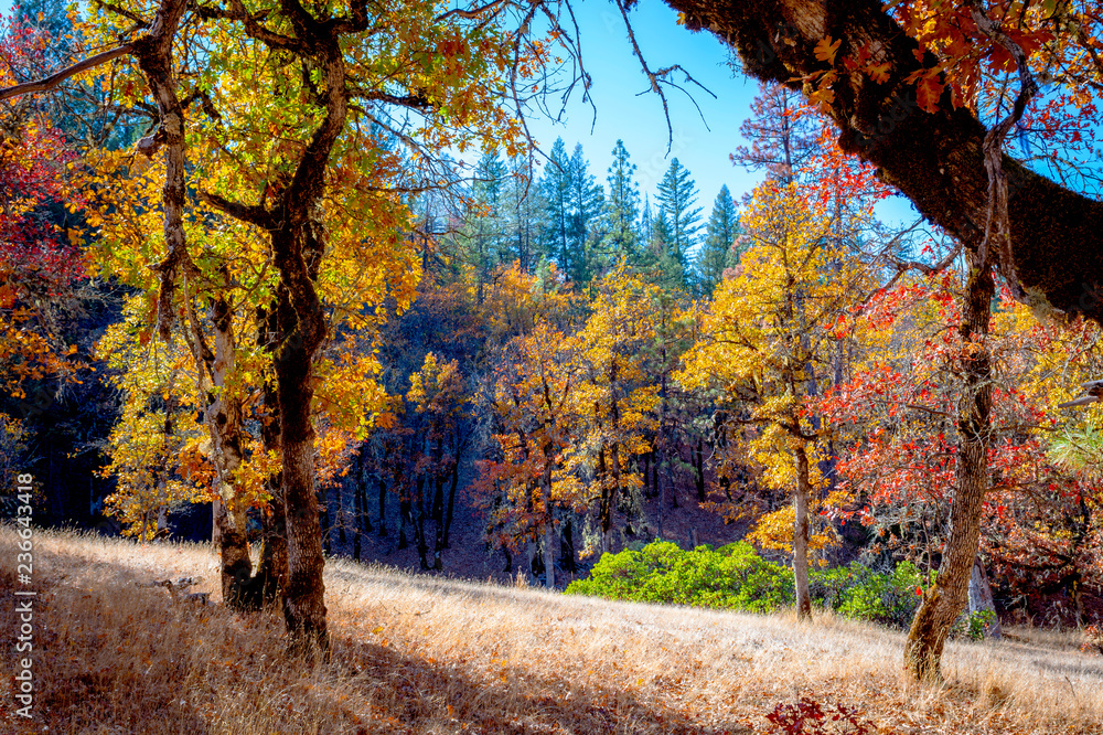 East Road beside Trinity Lake, Northern California Nov. 11, 2018 _DSC1047