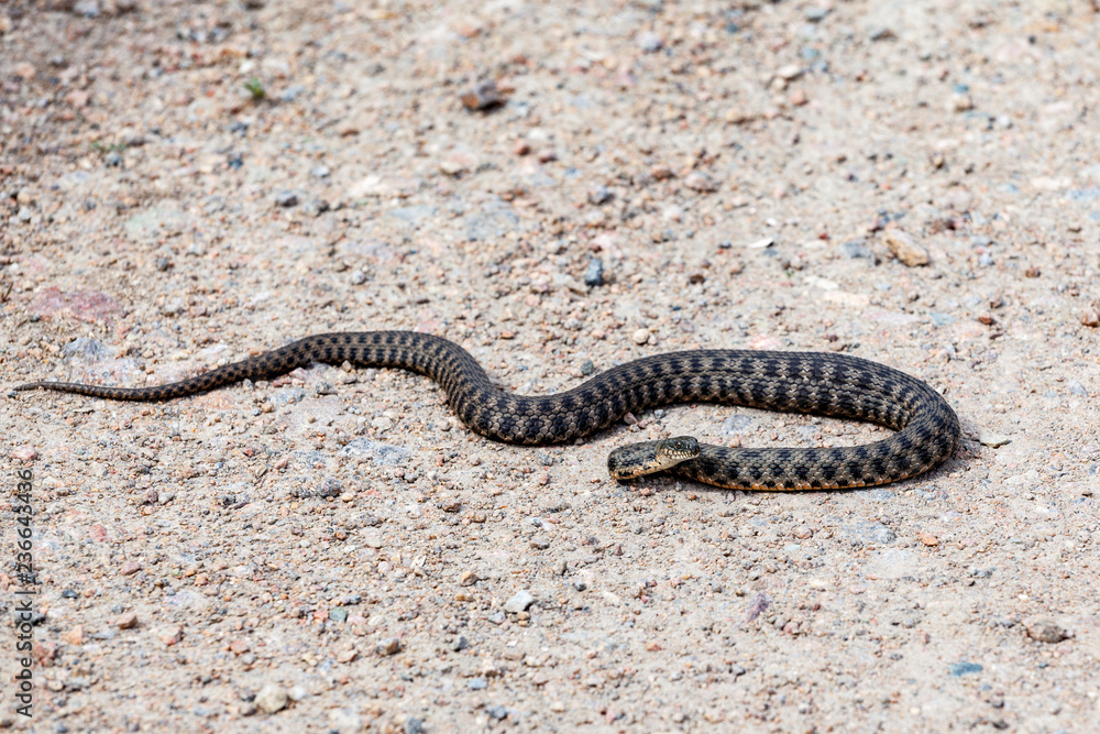 Snake on a dirt road