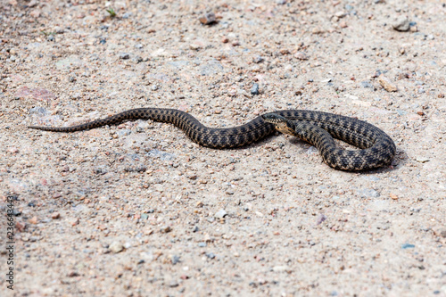Snake on a dirt road