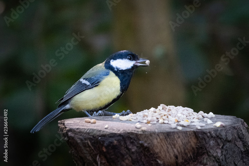 great Tit feeding