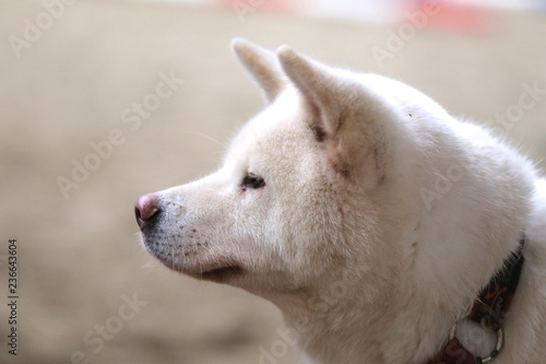 Head portrait of a young japanese adult akita inu dog