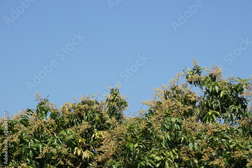 Mango flowers blooming on blue sky