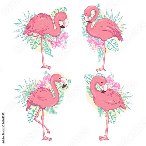 Flamingo illustration, flamingo set vector
