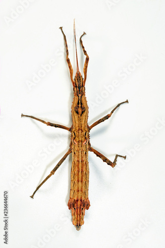 Stabschrecke aus Mexika (Hypocyrtus vittatus) - stick insect from Mexico photo