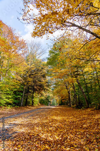 Street Full of Fall Leaves, New England © Mark