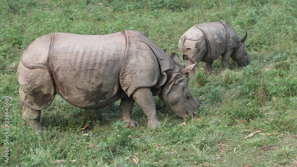 Fototapeta premium Namib. Etosha N. P. Rhino with baby