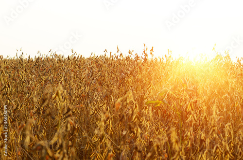 Принти на полотні Soy field view against sunlight summer time