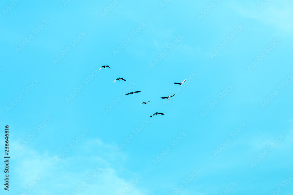 Obraz premium V formation of birds
