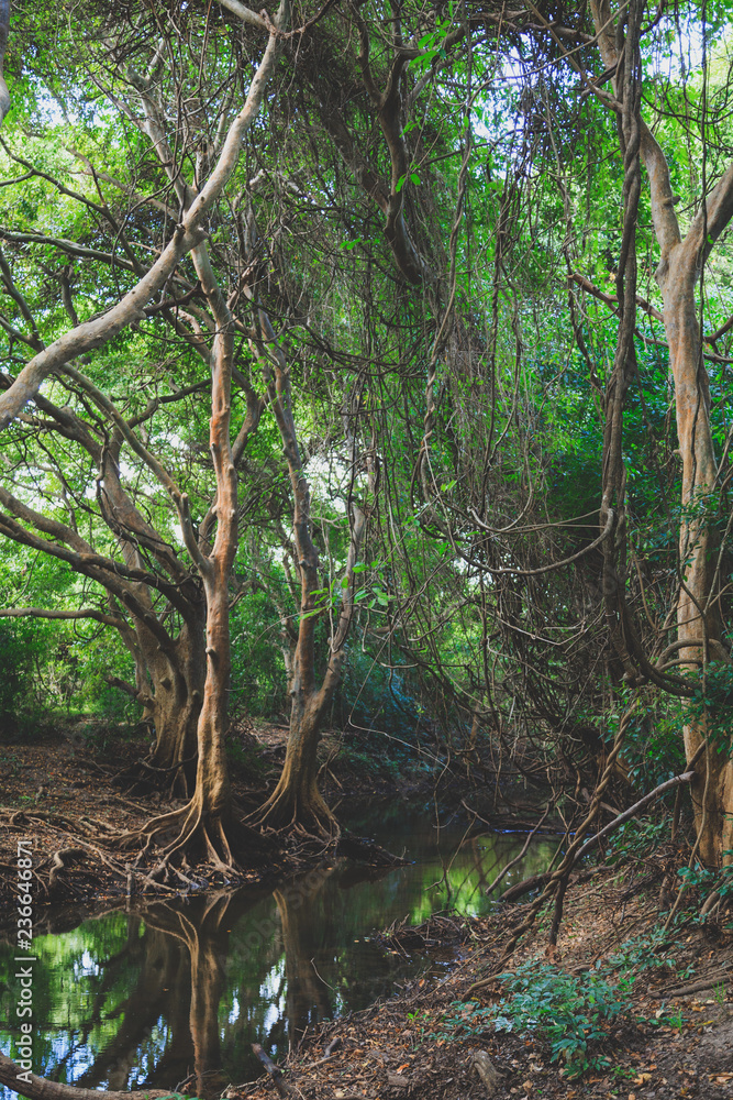 Obraz premium Mangrove forest in Sri Lanka