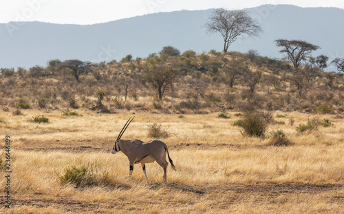 Male Beisa Oryx standing in northern Kenyan landscape with tall grass  shrubs and acaia trees in background