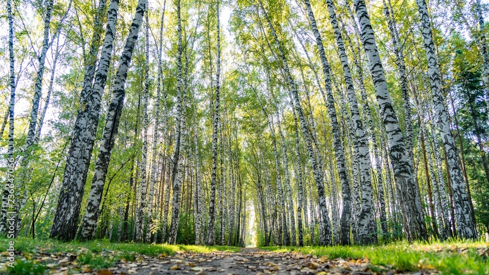Obraz premium Bottom view from path on crowns of birch trees in autumn forest, Tomsk, Siberia.