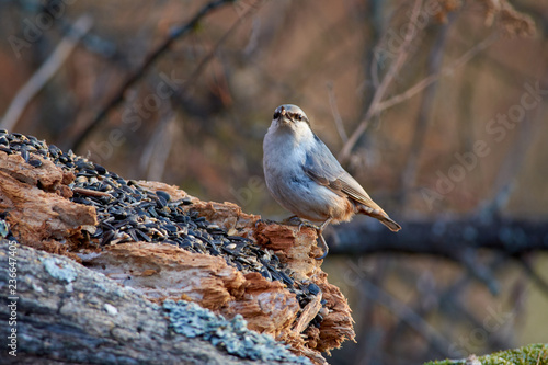 Eurasian nuthatch sits on a rotting log with sunflower seeds in its beak.